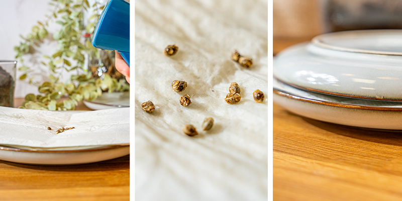 4. Germinación de semillas de cannabis en papel absorbente