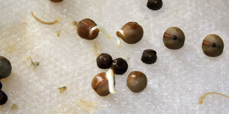 4. Germinación de semillas de cannabis en papel absorbente