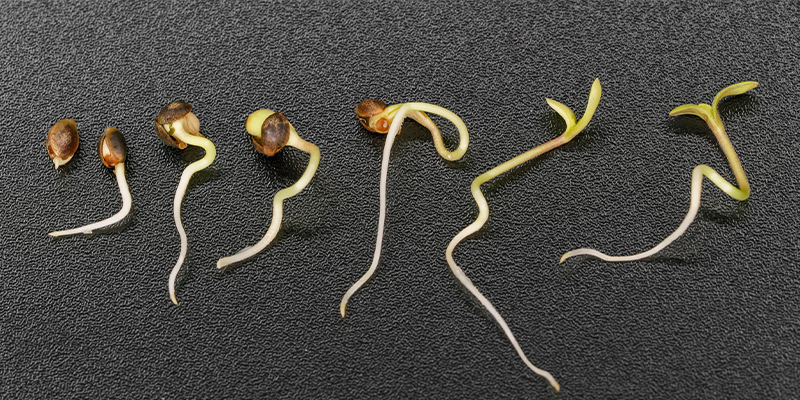 La importancia del proceso de germinación del cannabis