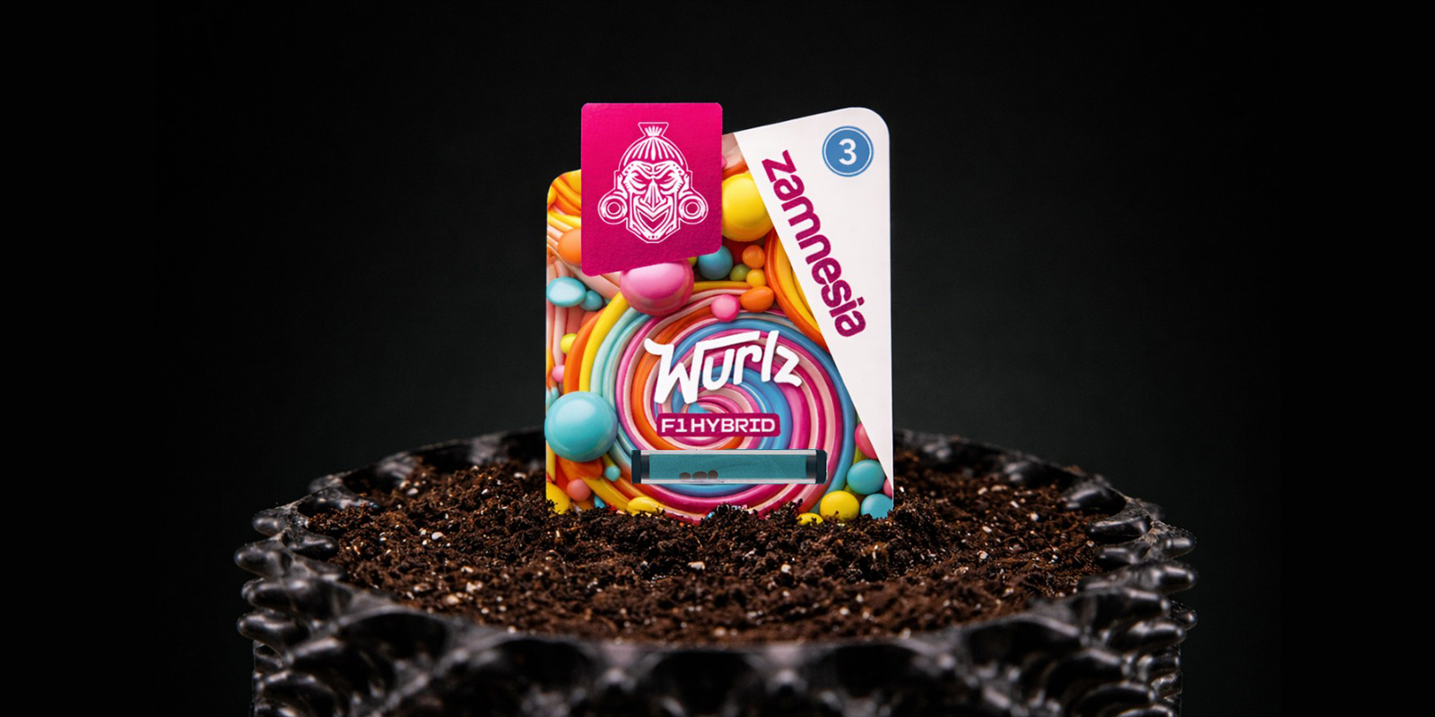 Germinación de semillas autoflorecientes Germinación de semillas autoflorecientes