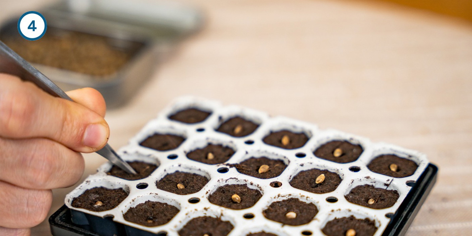 Método con kit de germinación Método con kit de germinación