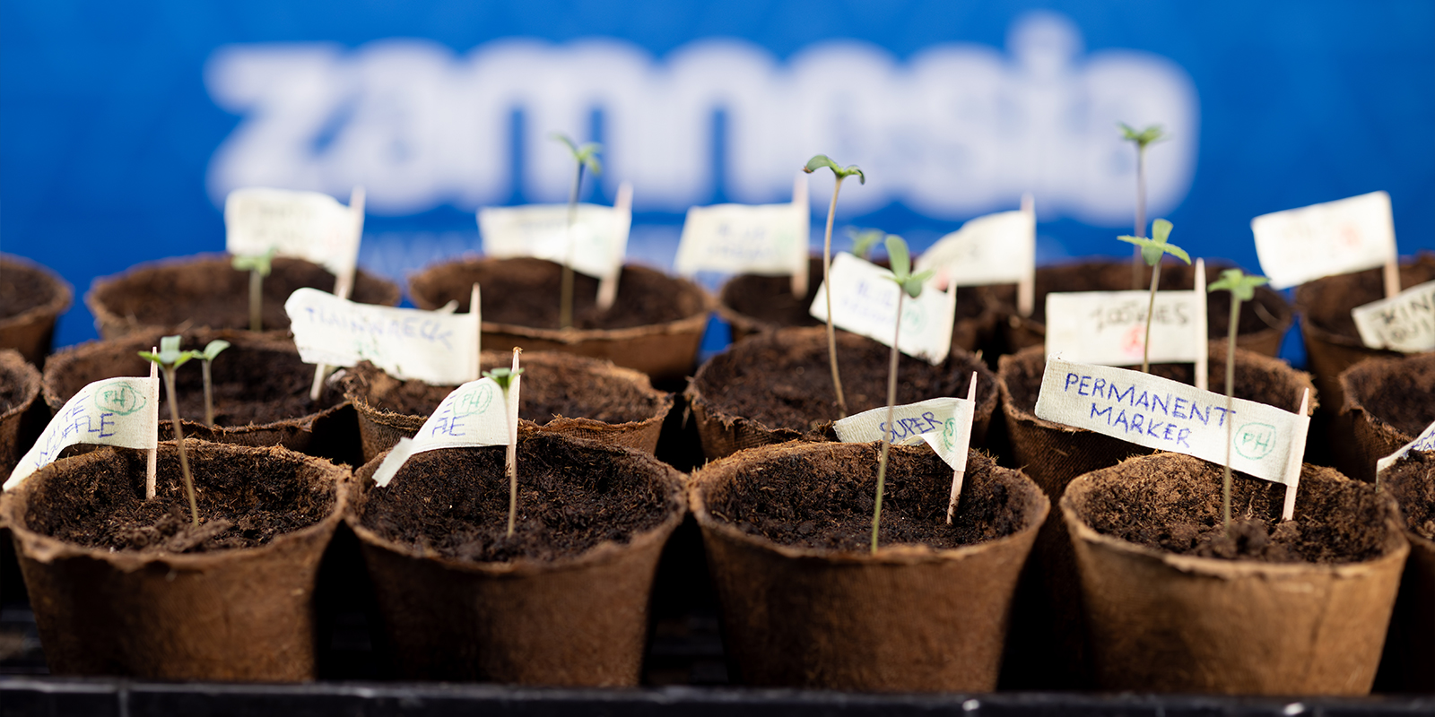 Listo, ya, ¡a germinar! Listo, ya, ¡a germinar!