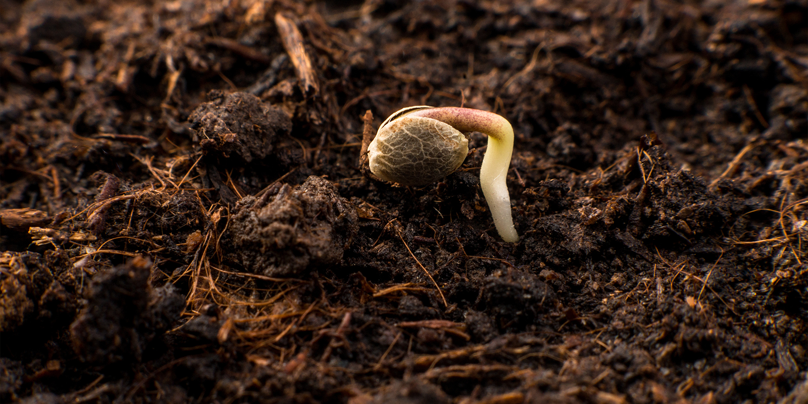 Por qué importa la germinación Por qué importa la germinación
