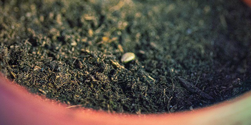 Germinación Del Suelo
