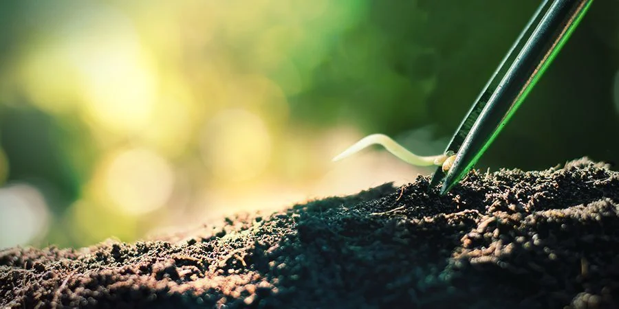 Trasplantar Las Semillas De Cannabis Germinadas