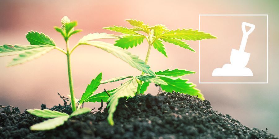 El Cultivo De Cannabis En Suelo
