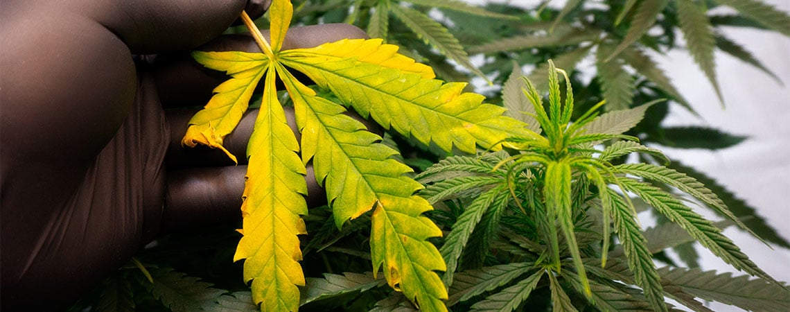 Cómo tratar y evitar las hojas de marihuana amarillas