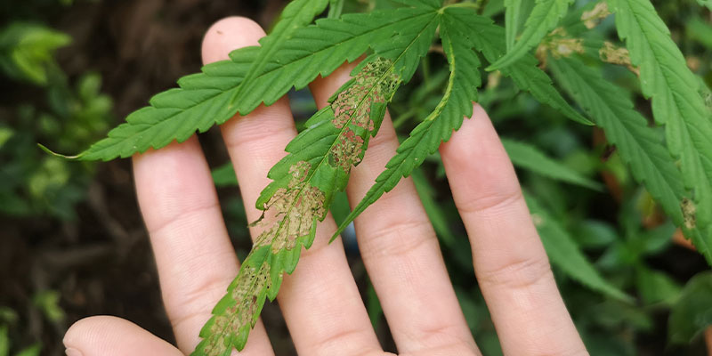 Enfermedades del cannabis