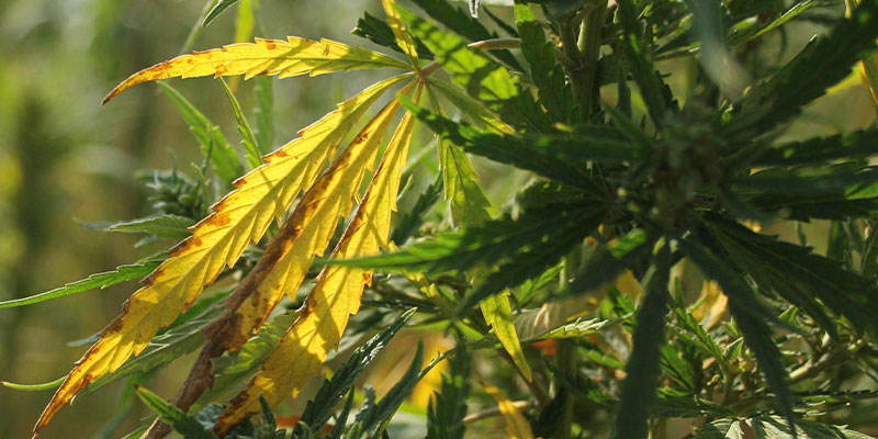 Diagnóstico de las hojas amarillas del cannabis