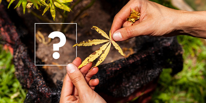 ¿Qué provoca el amarilleamiento de las hojas de marihuana?