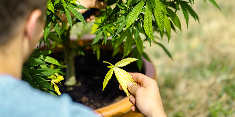 ¿Hojas amarillas? Lo tienes bajo control