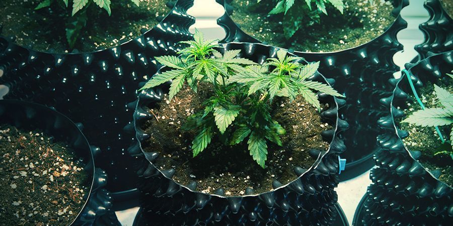 Macetas Air-Pots Cannabis