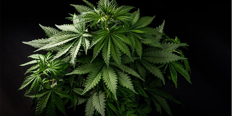 How to recognise indica How to recognise indica