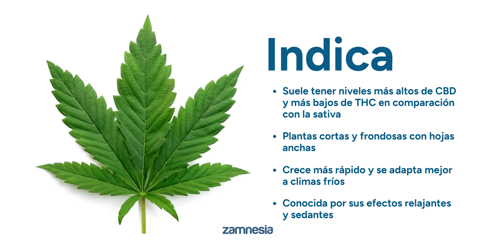Entendiendo la Cannabis índica: Lo básico