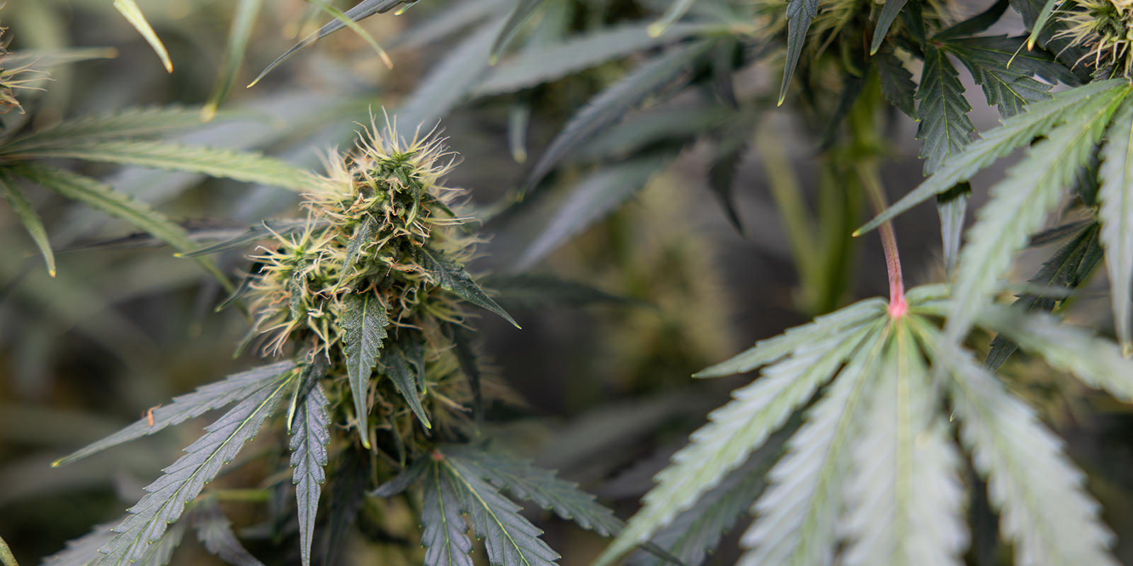 Cannabis sativa: una visión moderna