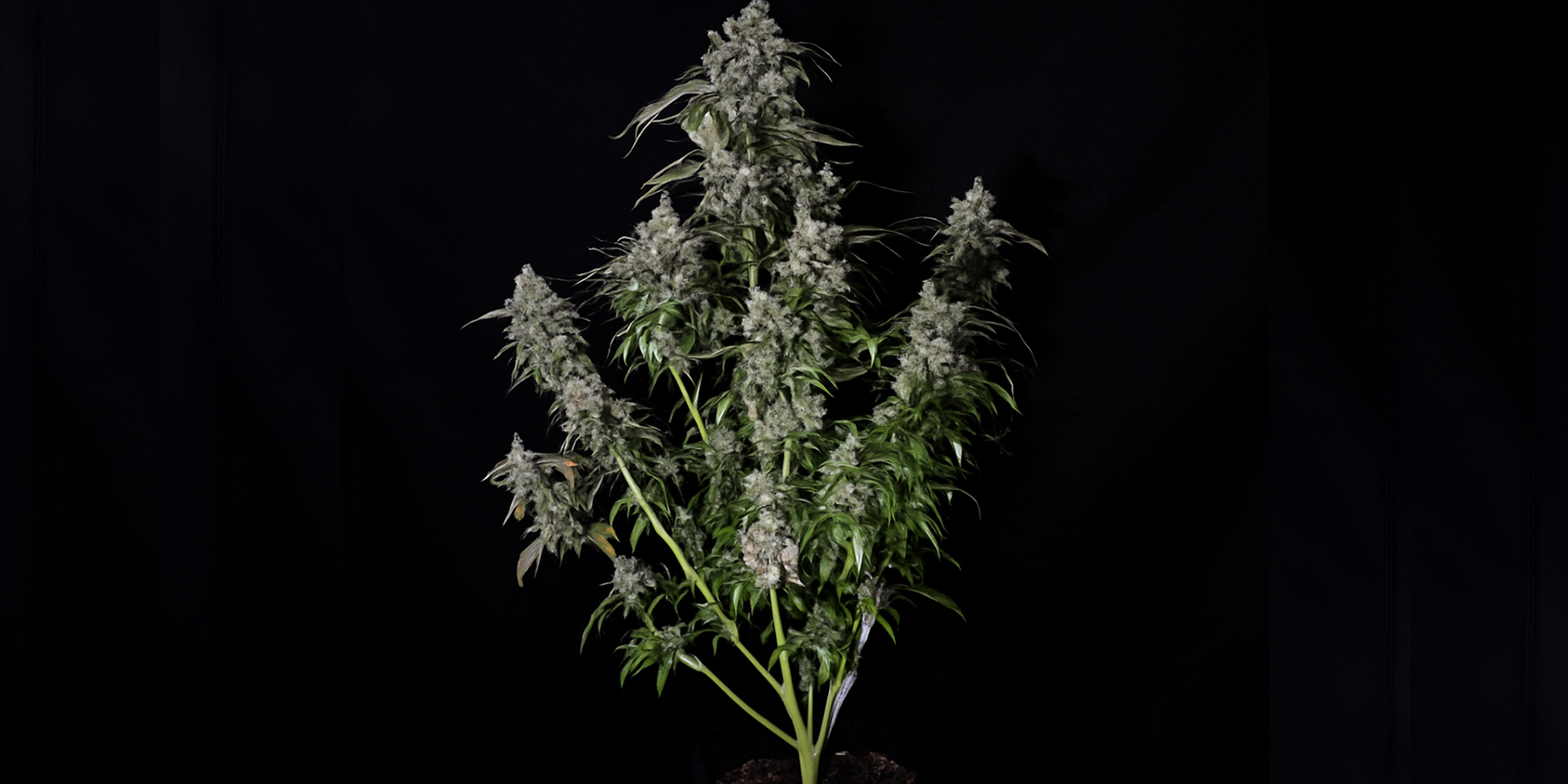 Cómo reconocer una planta sativa