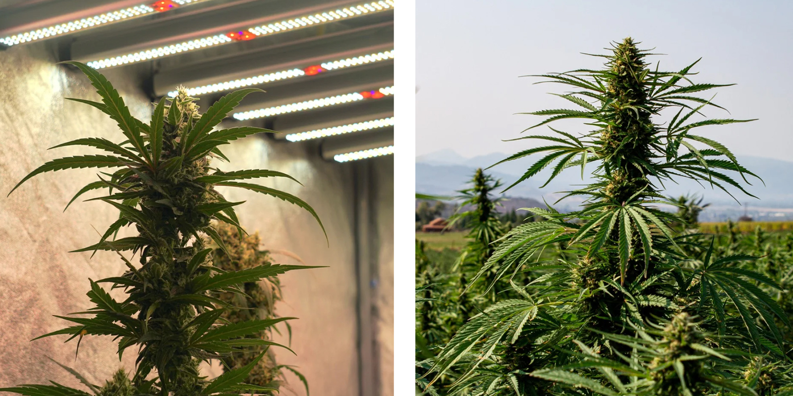 Consideraciones para cultivo interior vs exterior