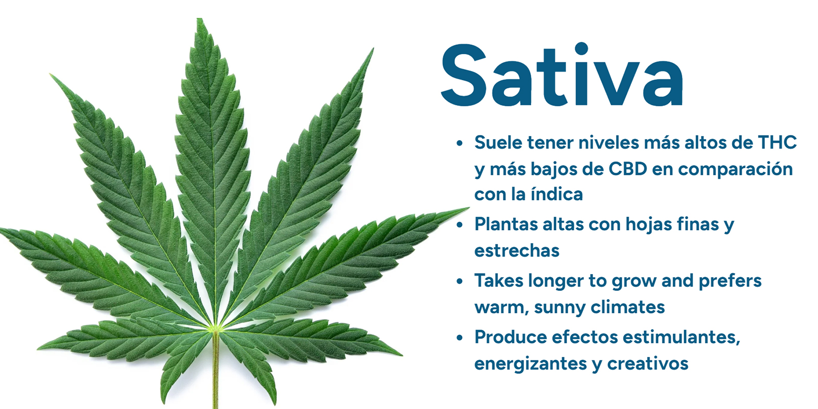Entendiendo Cannabis sativa