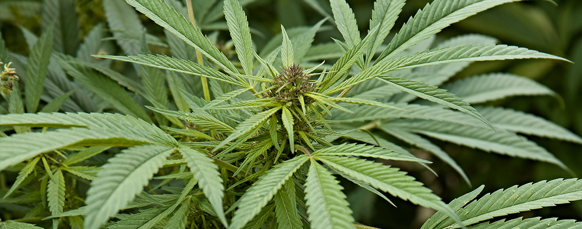 ¿Qué es Cannabis sativa?