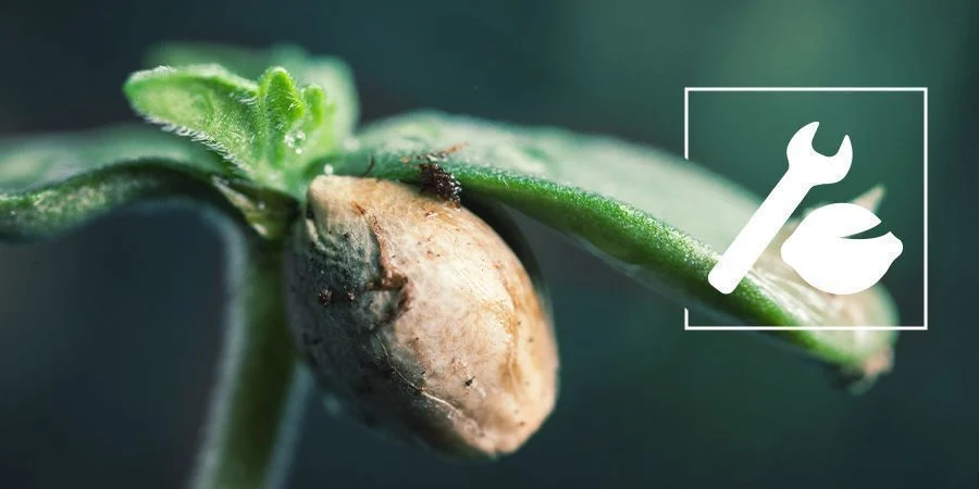 Solución De Problemas De Germinación De Marihuana