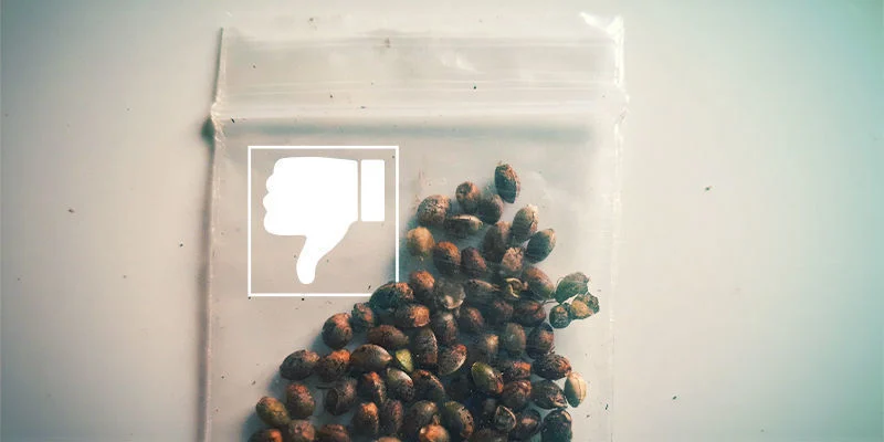 Semillas de marihuana que no germinan: Semillas de mala calidad
