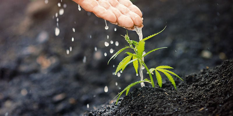 ¿Por qué necesitan nutrientes las plantas de marihuana?