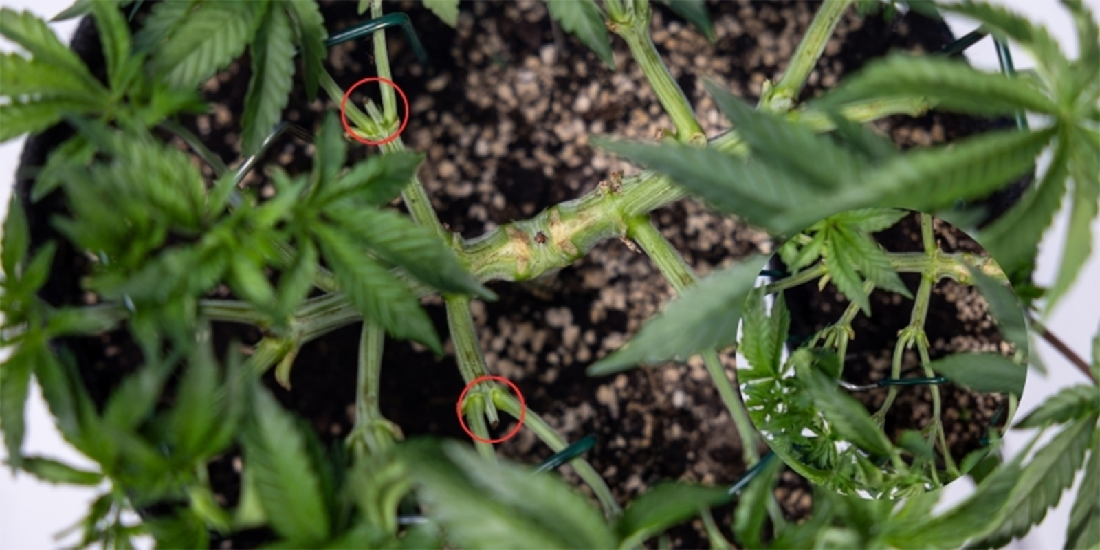 ¿Se puede podar una planta varias veces?