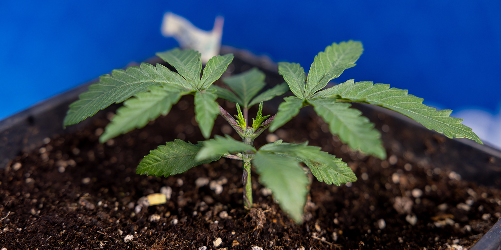 ¿Vale la pena podar el cannabis?