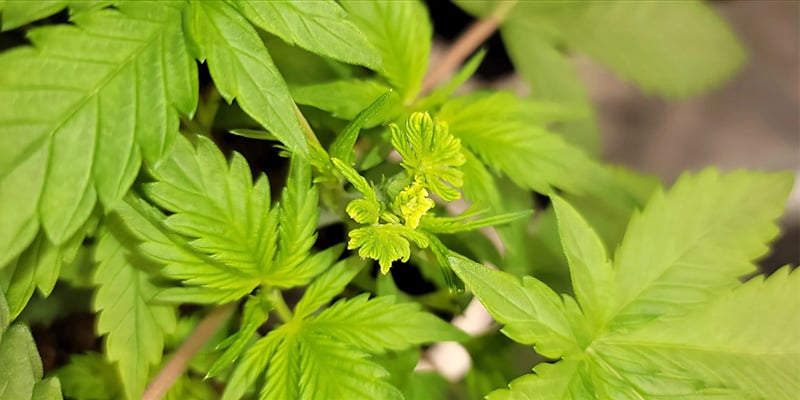 ¿Es el fimming el mejor método de poda para el cannabis?