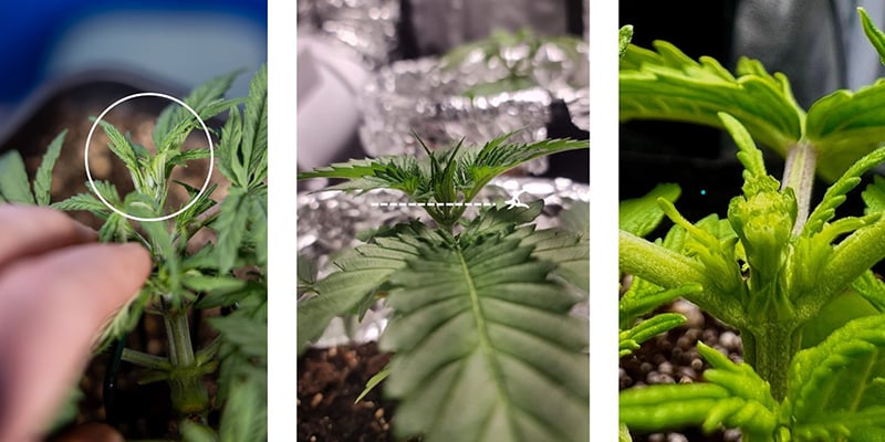 Paso a paso: cómo hacer fimming al cannabis