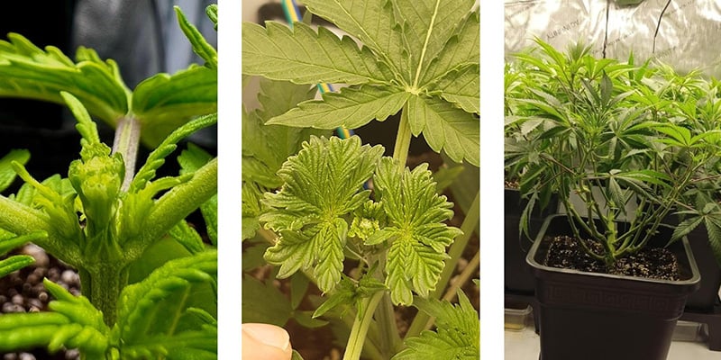 ¿Por qué hacer fimming al cannabis?