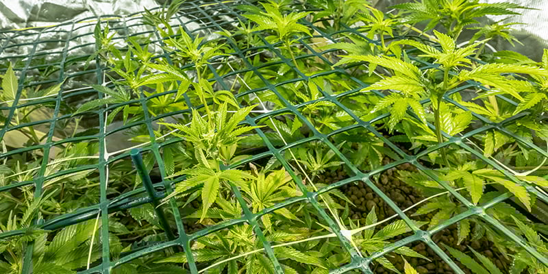 Pantalla verde (ScrOG)