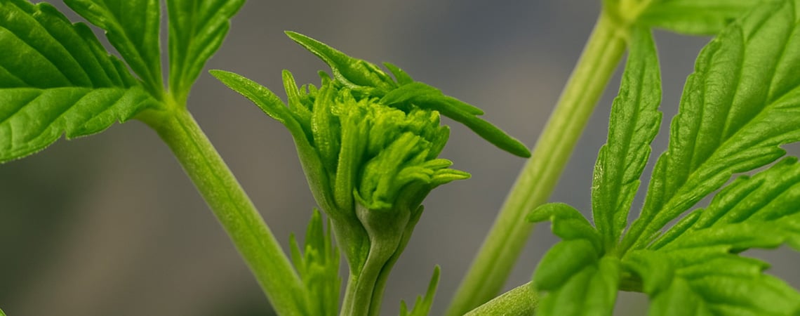 Fimming de cannabis para mayores cosechas: cu&aacute;ndo y c&oacute;mo hacerlo