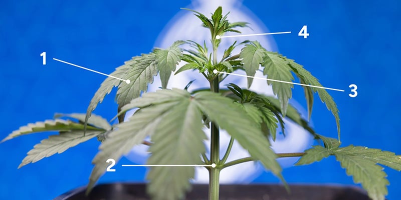 Señales de que tu planta está lista para el fimming Señales de que tu planta está lista para el fimming