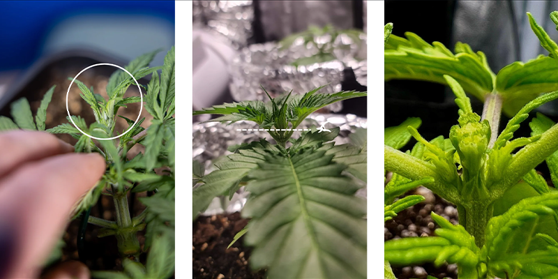 Paso a paso: cómo hacer fimming al cannabis Paso a paso: cómo hacer fimming al cannabis