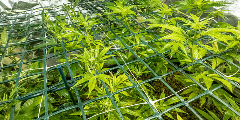 Pantalla verde (ScrOG) Pantalla verde (ScrOG)