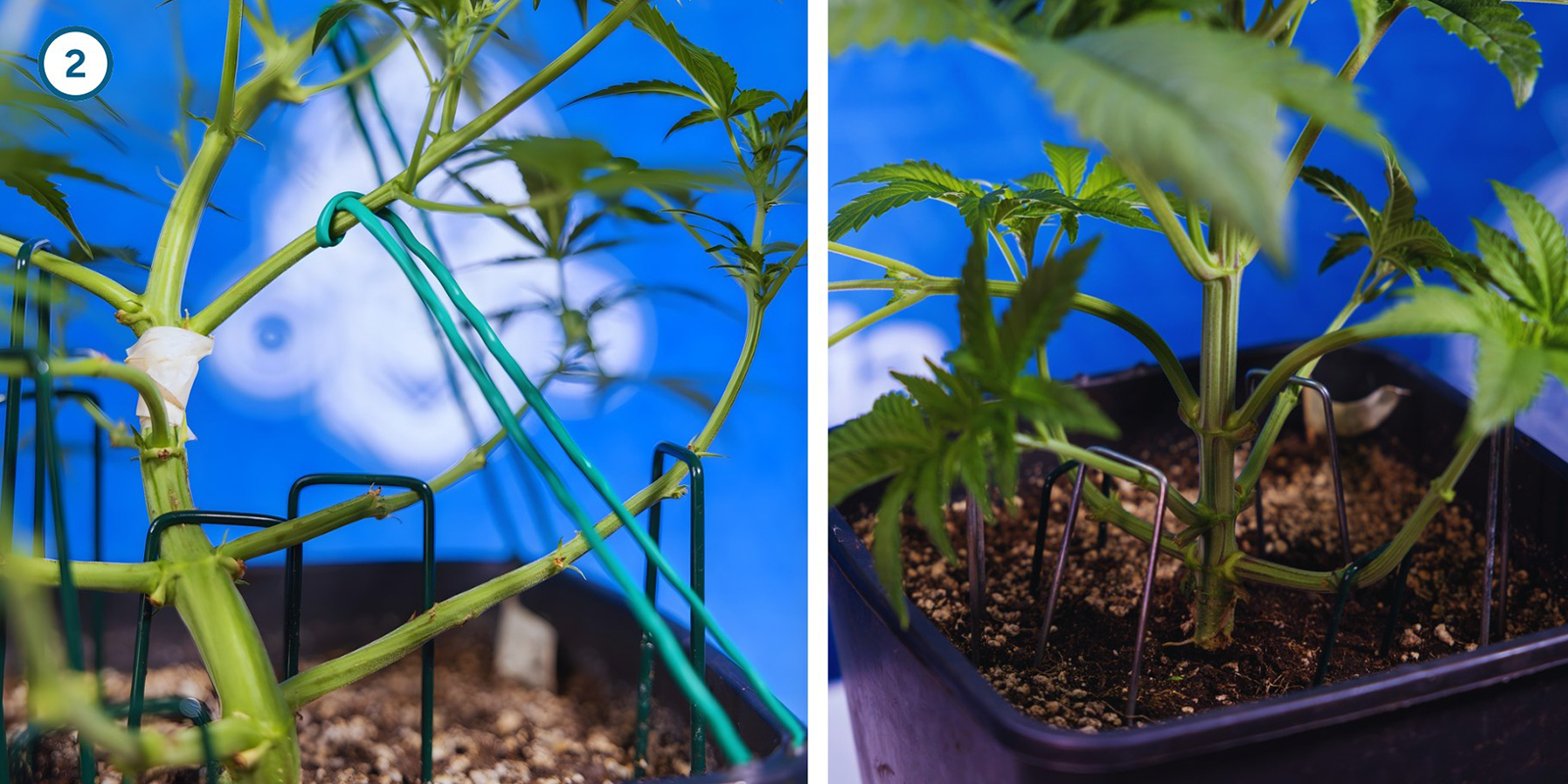 Técnicas de entrenamiento temprano de las plantas