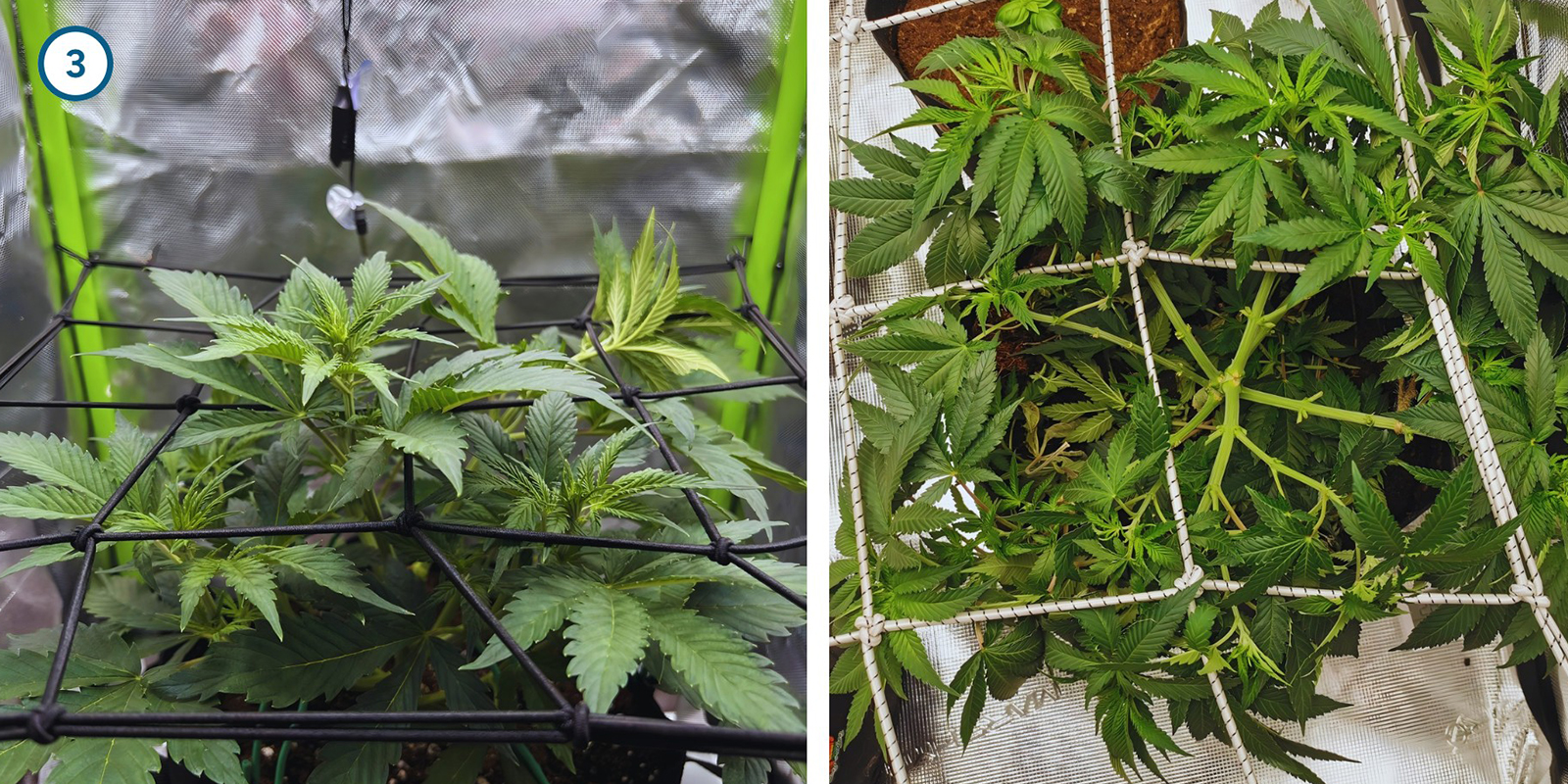 Técnicas de entrenamiento temprano de las plantas Técnicas de entrenamiento temprano de las plantas