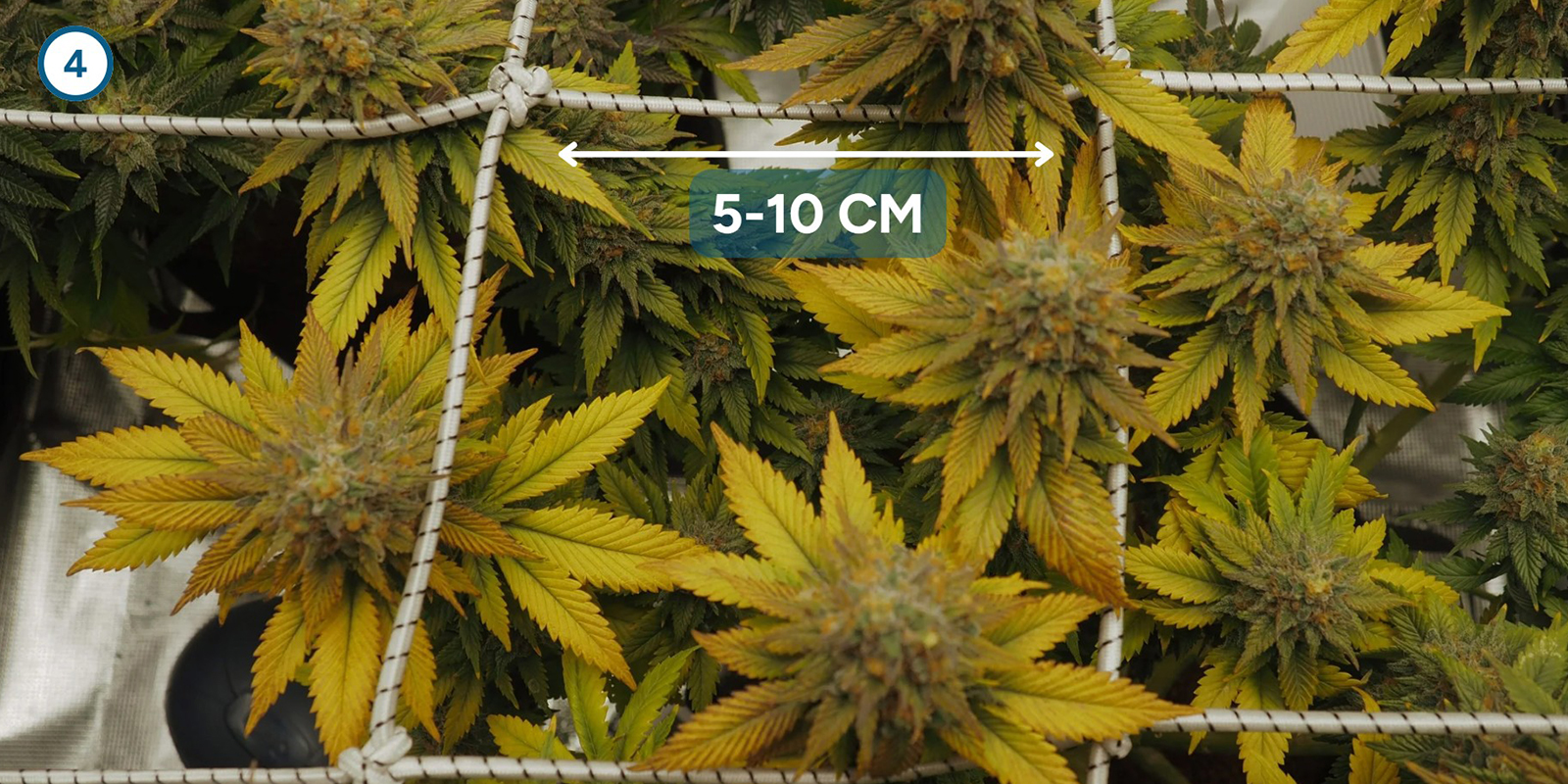 ScrOG paso a paso: instalación de la malla ScrOG paso a paso: instalación de la malla