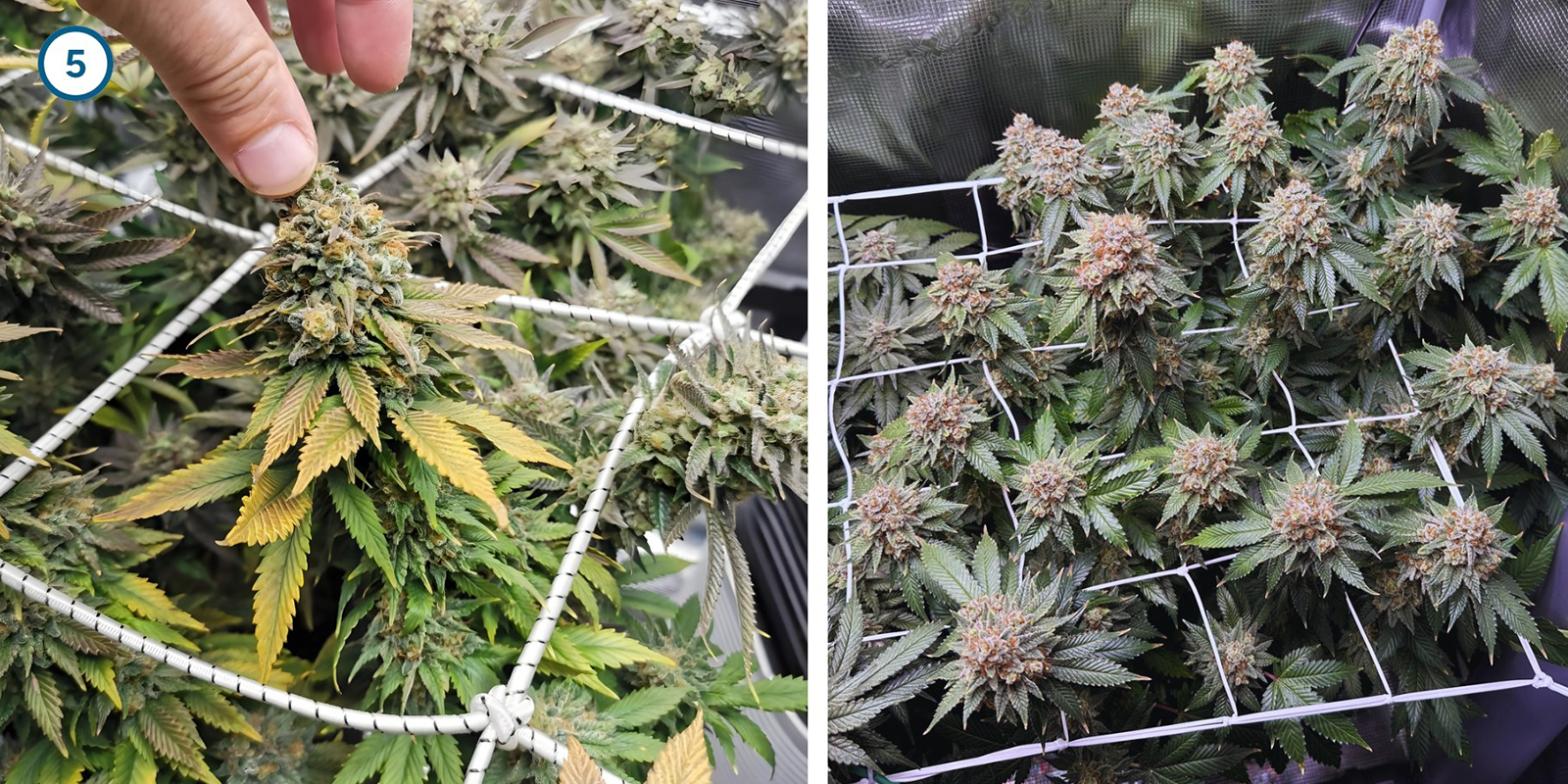 ScrOG paso a paso: instalación de la malla ScrOG paso a paso: instalación de la malla