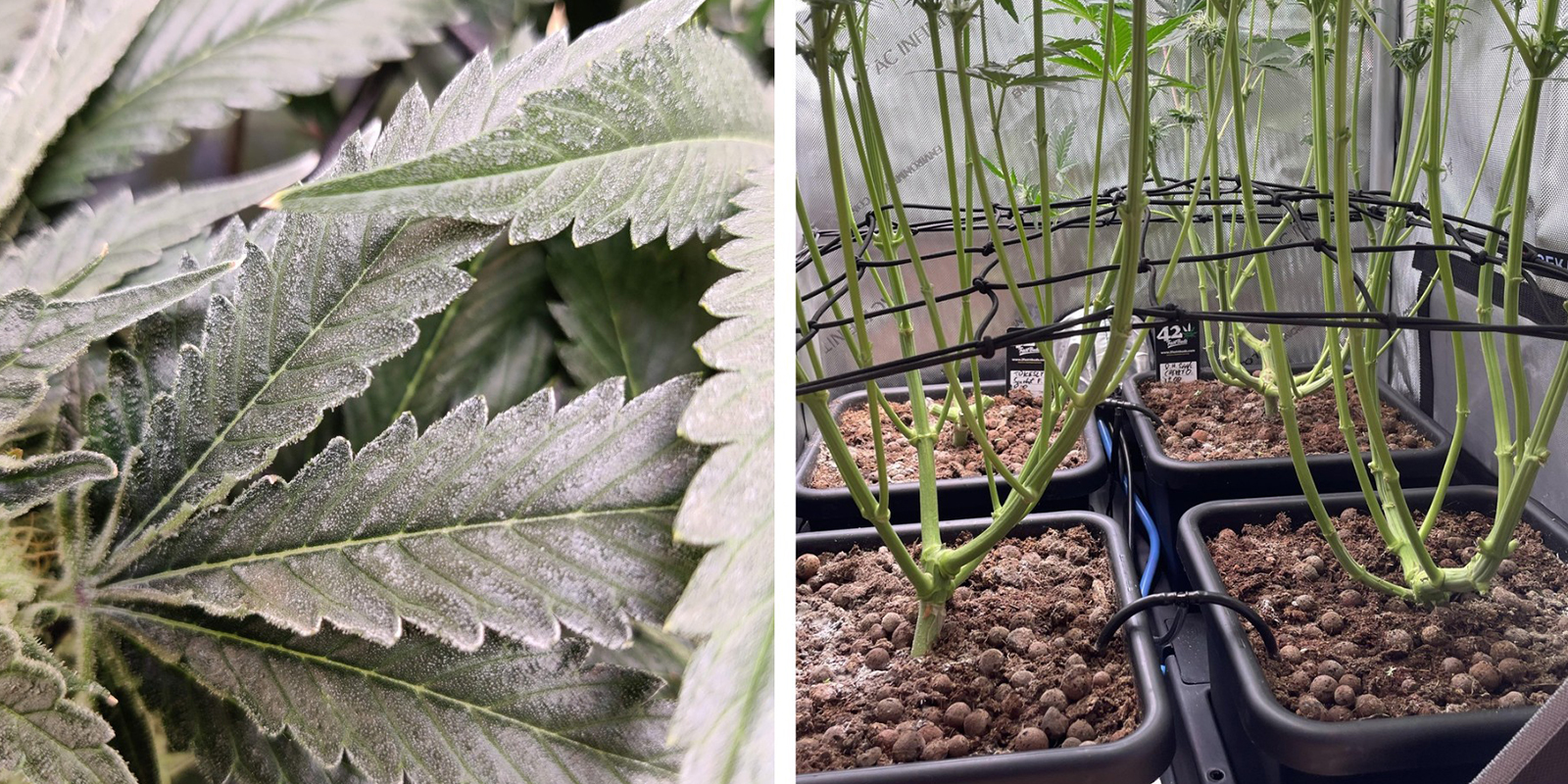 Bloqueos de ventilación Bloqueos de ventilación