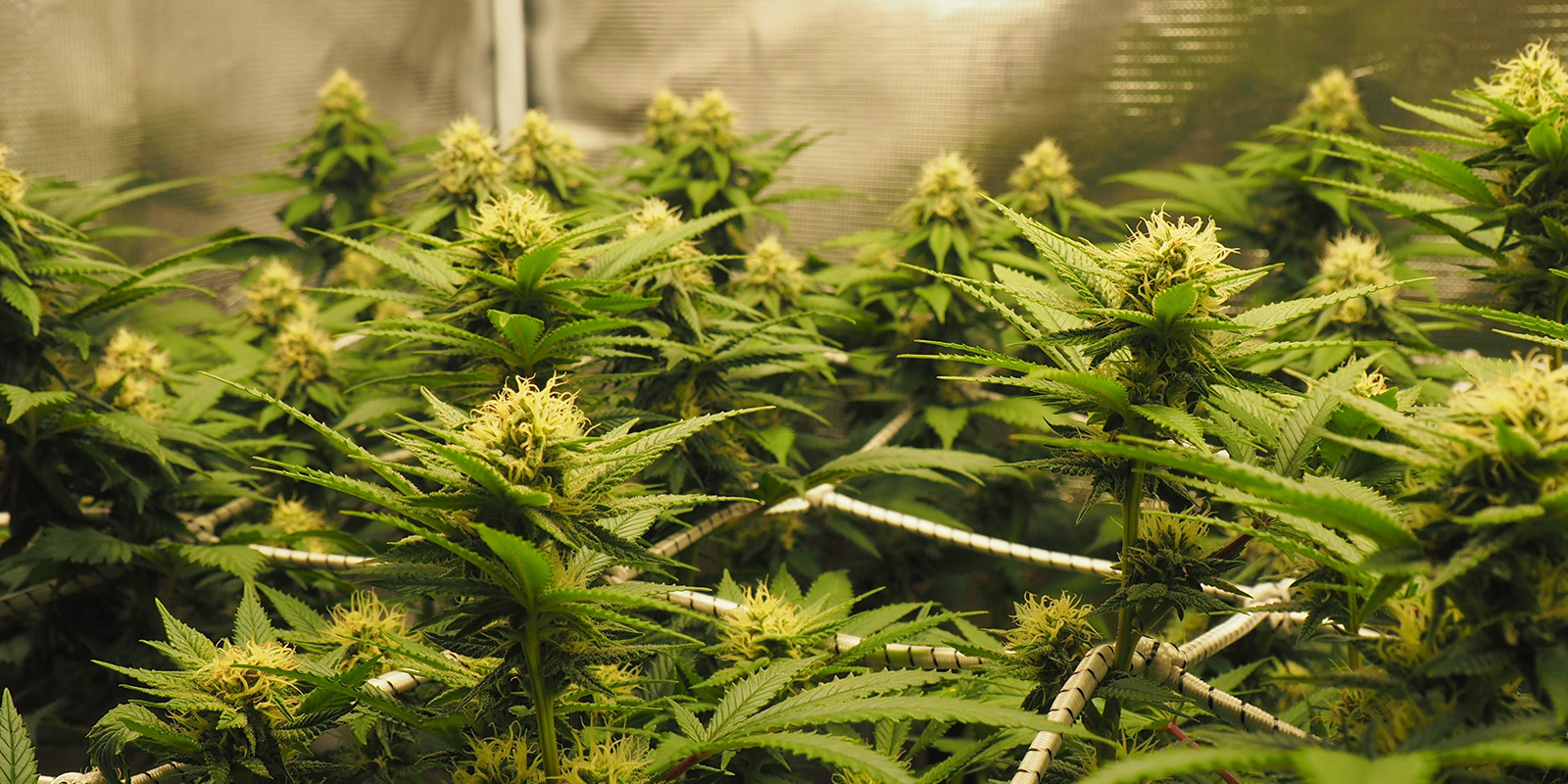 Elegir una variedad de cannabis para ScrOG Elegir una variedad de cannabis para ScrOG