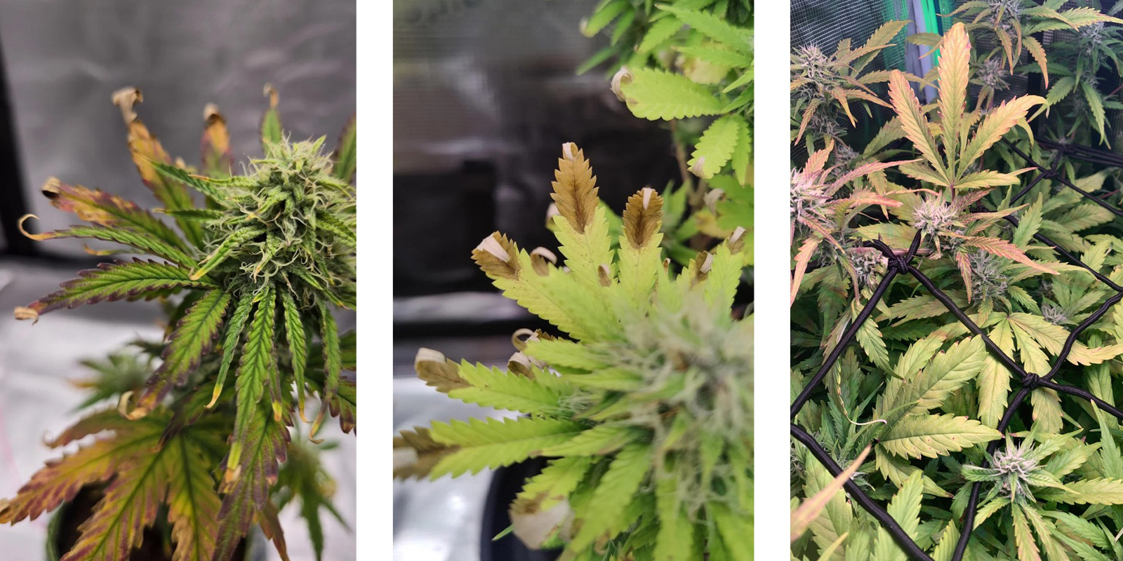 Quemaduras por luz Quemaduras por luz