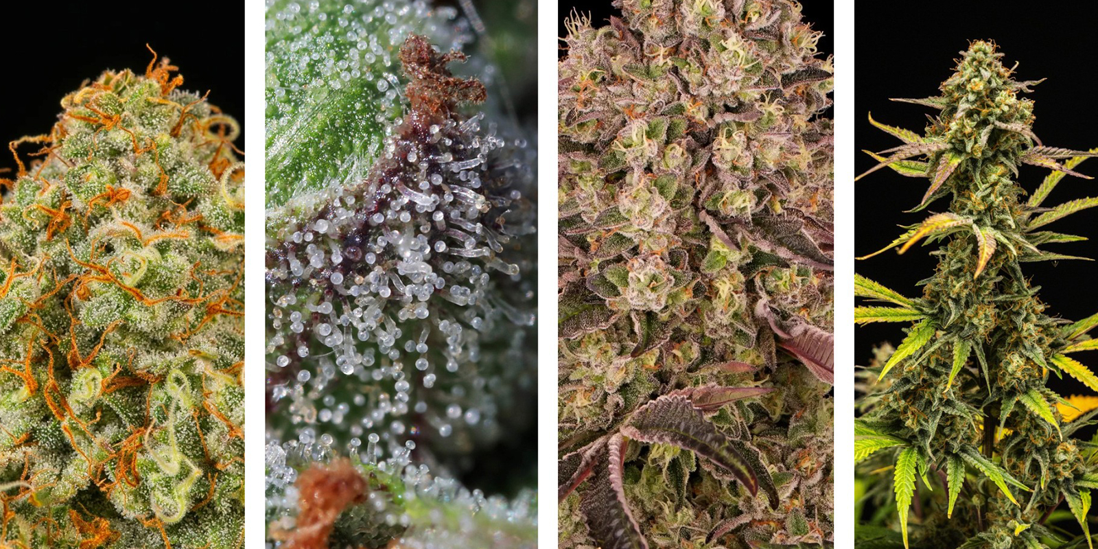 Señales de que ha llegado la hora de cosechar Señales de que ha llegado la hora de cosechar