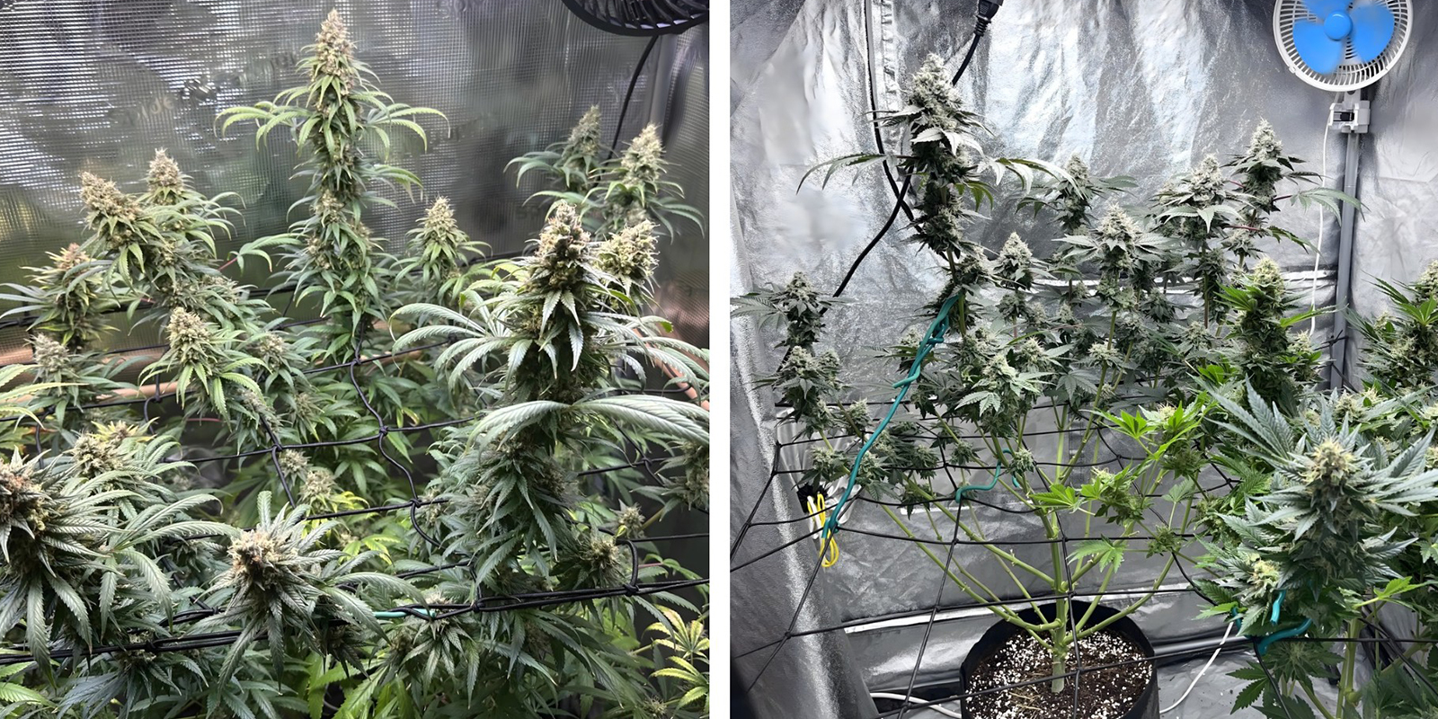 Crecimiento desigual Crecimiento desigual