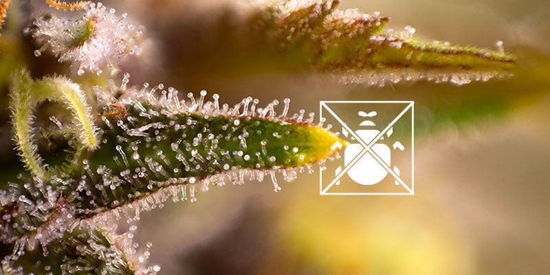 What are trichomes for?