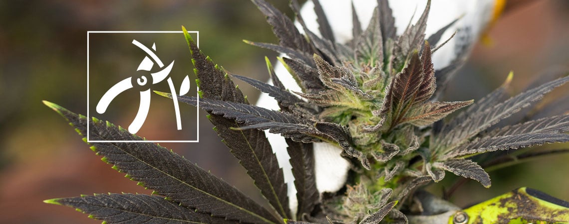 Cómo cosechar las plantas de marihuana