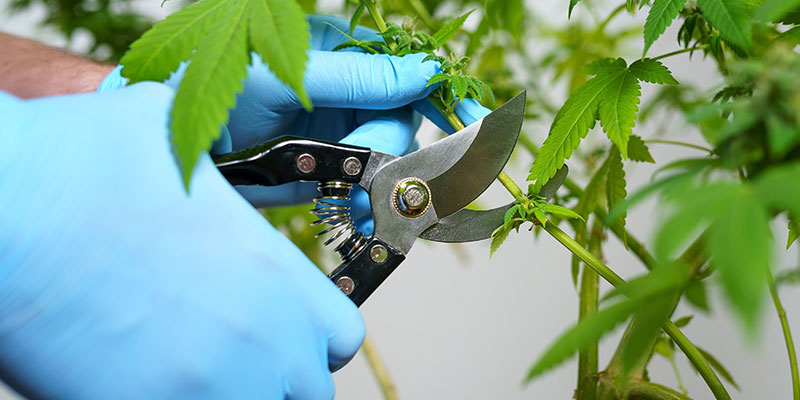 Preparación para la cosecha