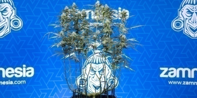 Aplica la poda lollipop de forma profesional y cultiva mejor con Zamnesia