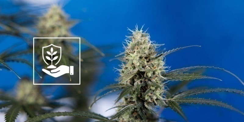 Cuidado de las plantas después de la poda lollipop